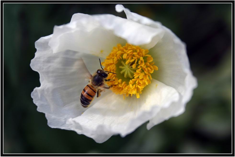 photo "***" tags: nature, macro and close-up, flowers