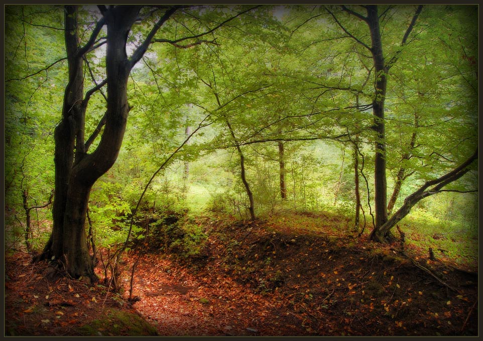 фото "Magic wood" метки: пейзаж, лес