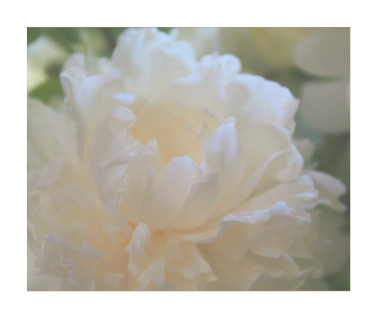 photo "Peony" tags: nature, flowers