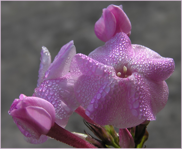 photo "Phlox" tags: nature, macro and close-up, flowers
