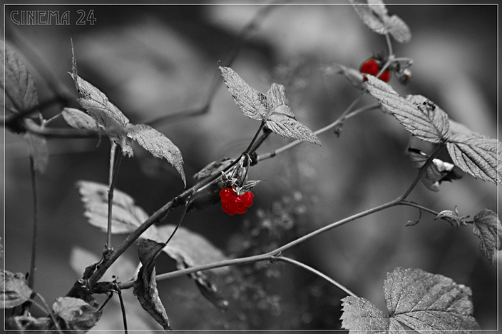 photo "red-hearded automn berries" tags: nature, montage, flowers