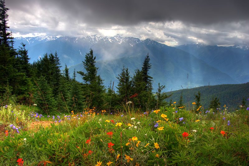 photo "Flowers, mountains, clouds, sunlight..." tags: landscape, nature, flowers, forest