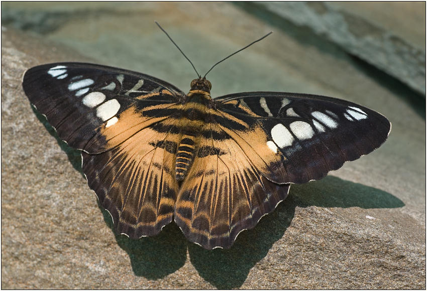 photo "Parthenos silvia" tags: macro and close-up, nature, insect