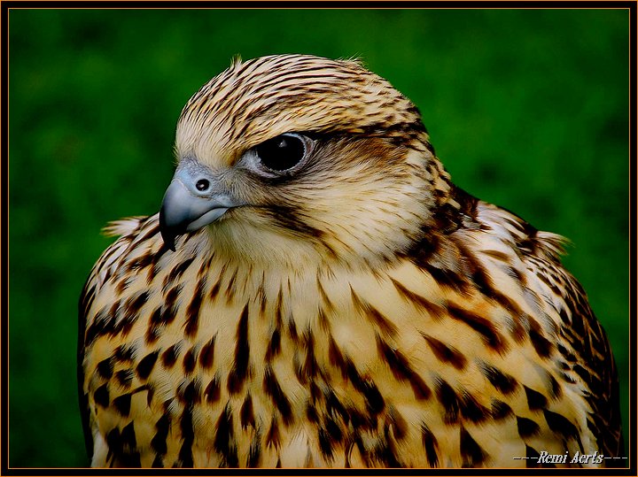 фото "licence to kil" метки: природа, путешествия, дикие животные