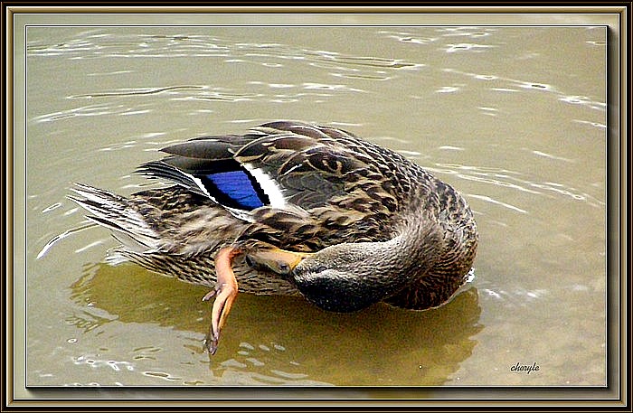 photo "cleaning duck" tags: nature, wild animals