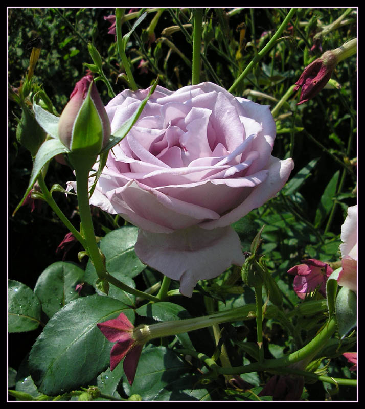 фото "Роза в саду" метки: природа, цветы