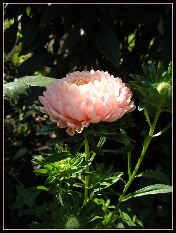 photo "***" tags: nature, flowers