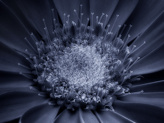 фото "Blue" метки: природа, цветы