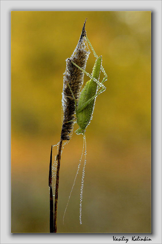 фото "***" метки: природа, насекомое