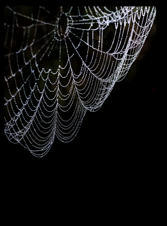 photo "***" tags: macro and close-up, black&white, 