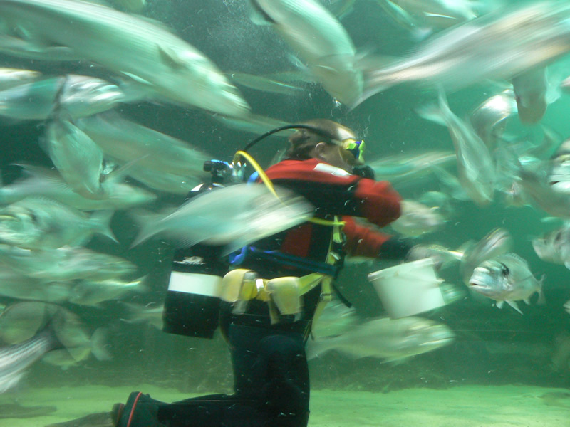 photo "Feeding the Fish" tags: nature, wild animals