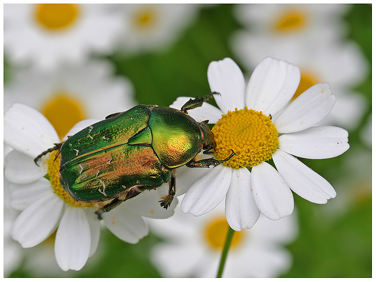 photo "***" tags: macro and close-up, nature, insect