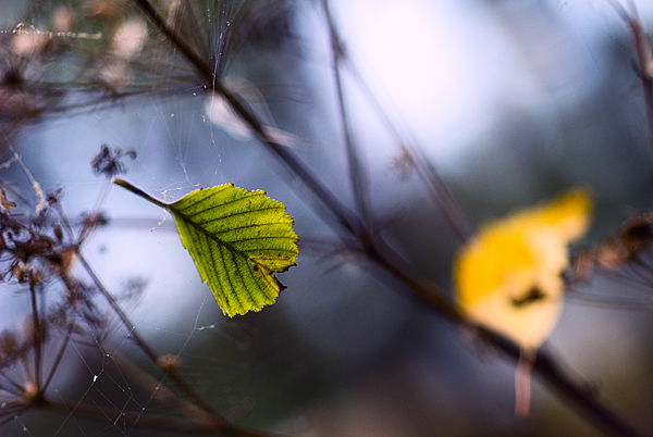 photo "***" tags: macro and close-up, landscape, 