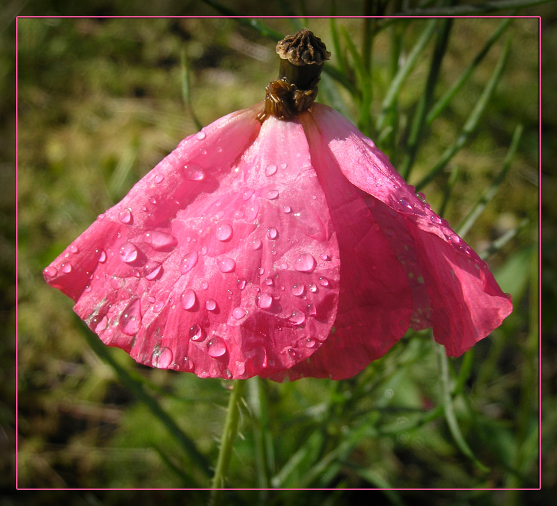 photo "Pink flower" tags: nature, macro and close-up, flowers