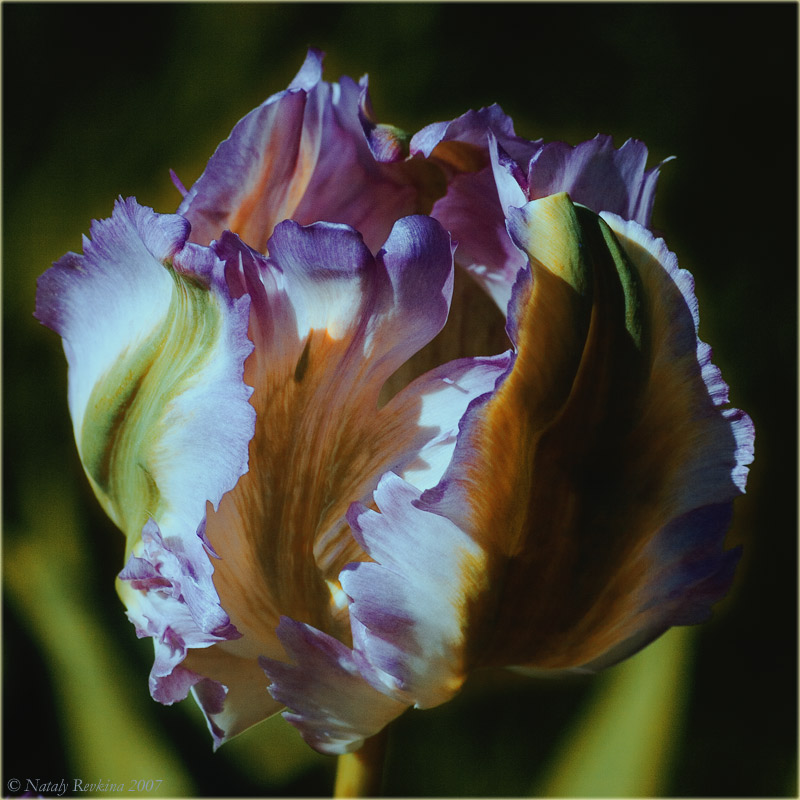 photo "A Tulip" tags: nature, flowers