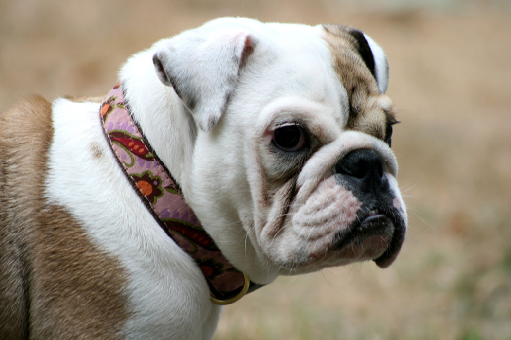 photo "Emma" tags: nature, pets/farm animals