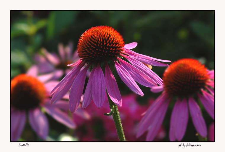 photo "fratelli" tags: nature, flowers