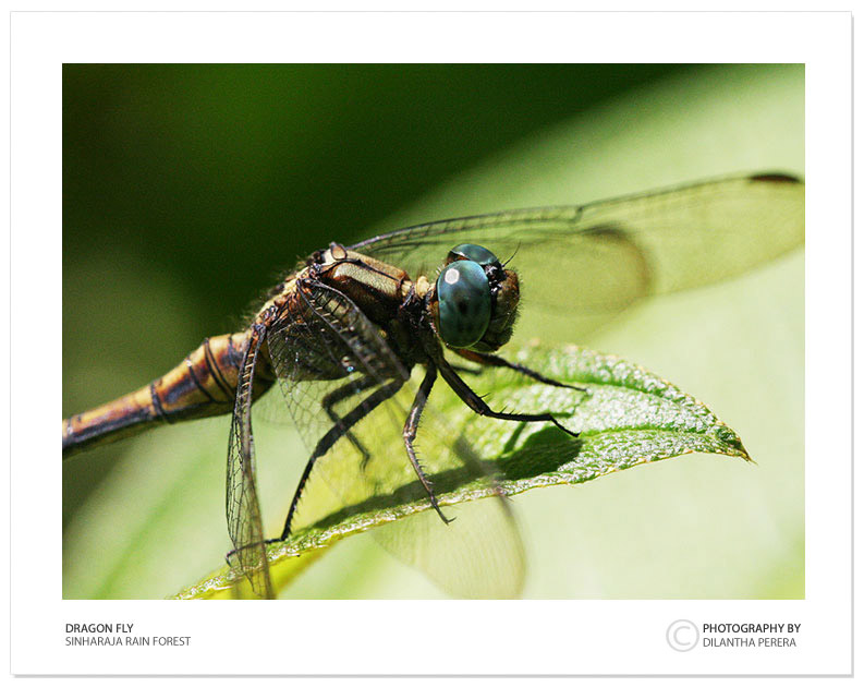 фото "The DragonFly" метки: природа, путешествия, Азия, насекомое