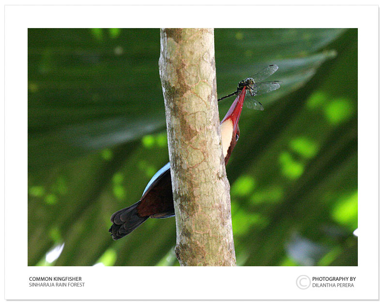 photo "Common King Fisher" tags: nature, travel, Asia, wild animals