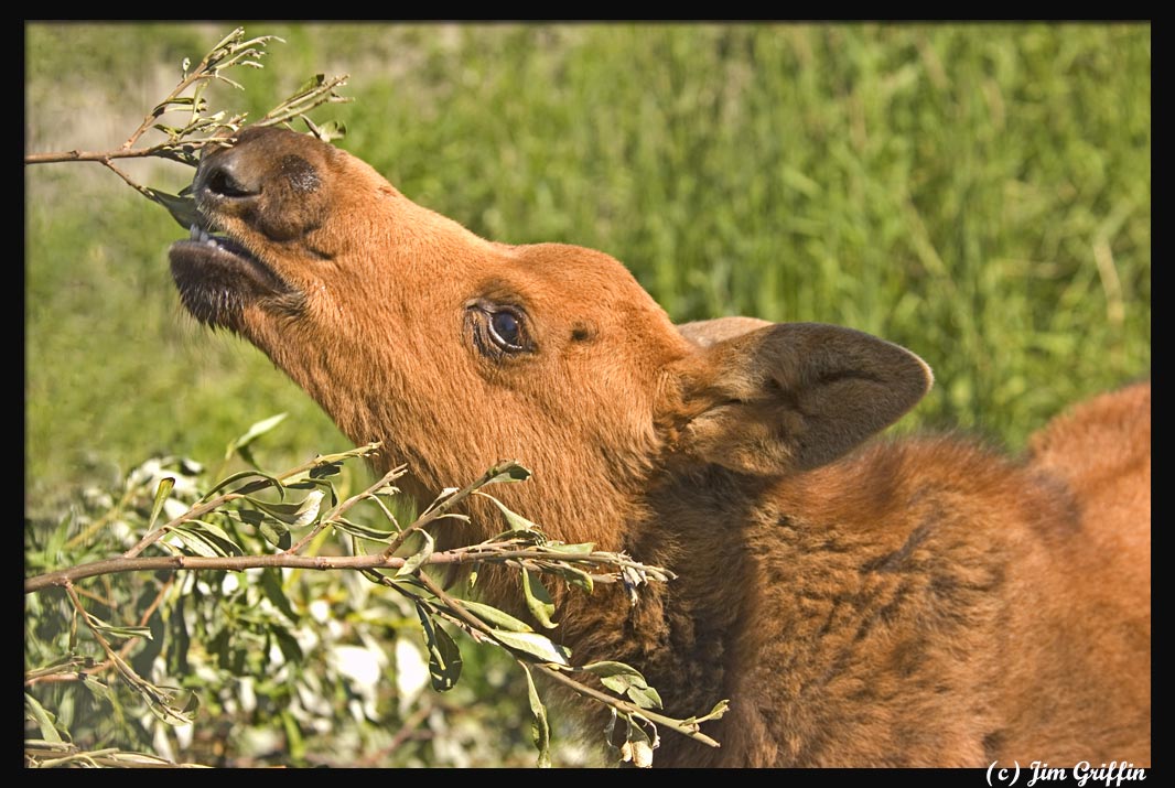 фото "The Baby Moose gets a snack" метки: природа, путешествия, Северная Америка, дикие животные