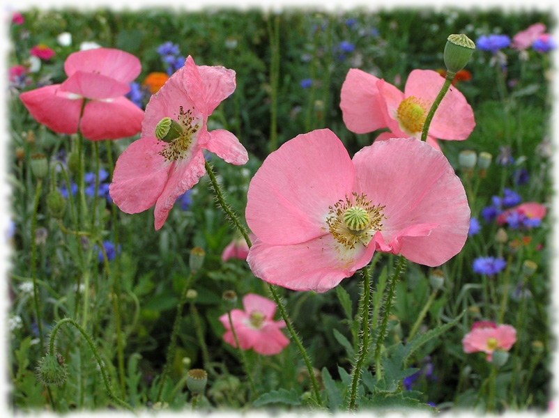 photo "Pink poppies" tags: nature, flowers