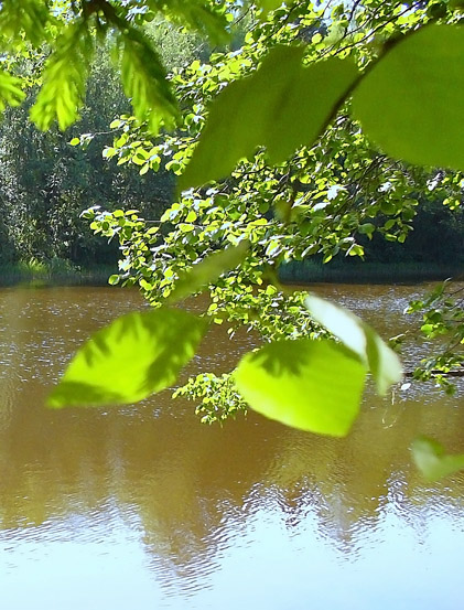 фото "тихая река Тихвинка" метки: пейзаж, вода