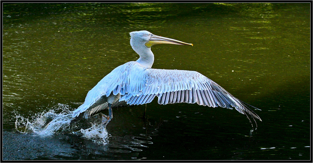 photo "***" tags: nature, wild animals