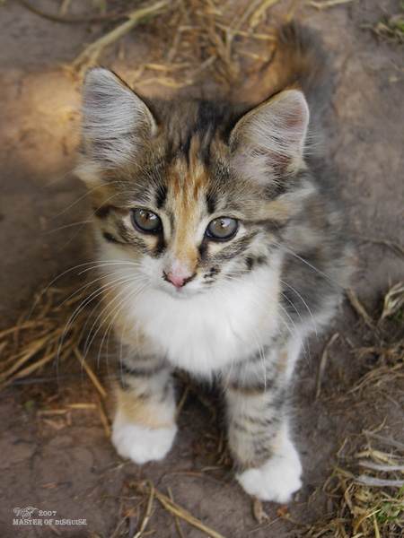 photo "Master of disguise" tags: nature, portrait, children, pets/farm animals