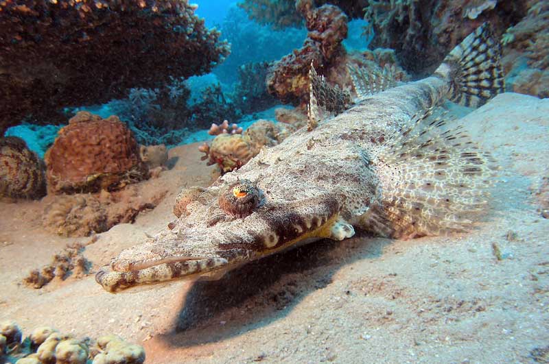 фото "Chjcjlile fish." метки: подводные, 