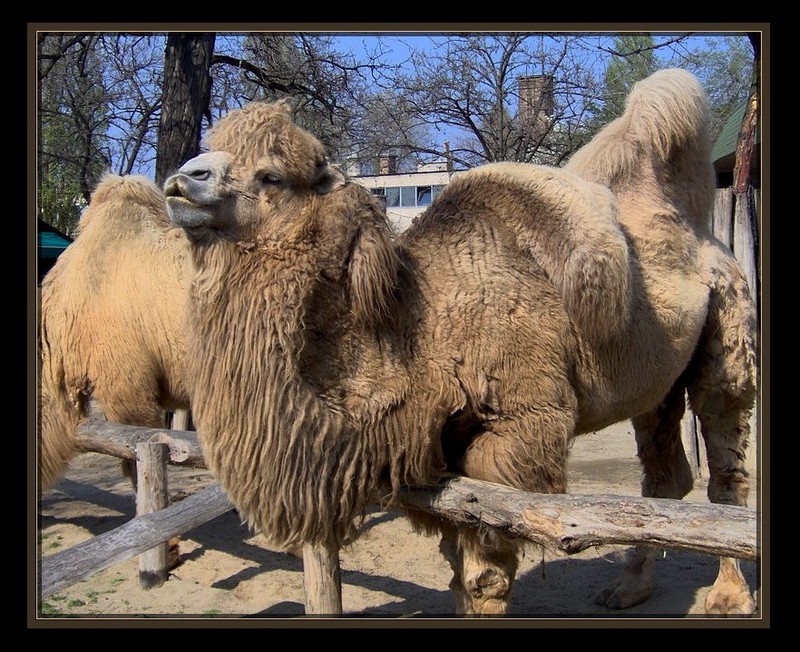 фото "Camel kiss" метки: природа, дикие животные