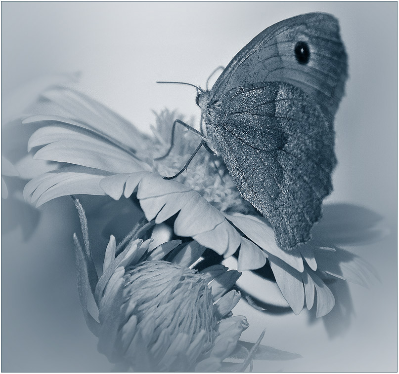 фото "В шелесте шелковых крыльев...." метки: природа, макро и крупный план, насекомое