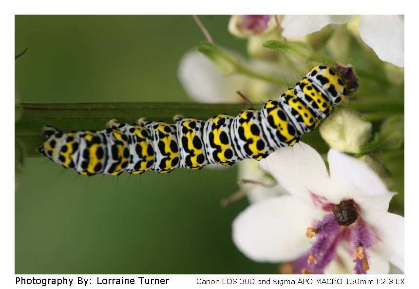 photo "***" tags: nature, macro and close-up, insect