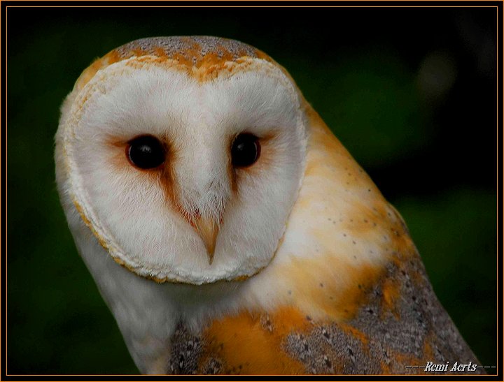 фото "big eyes!" метки: природа, репортаж, дикие животные