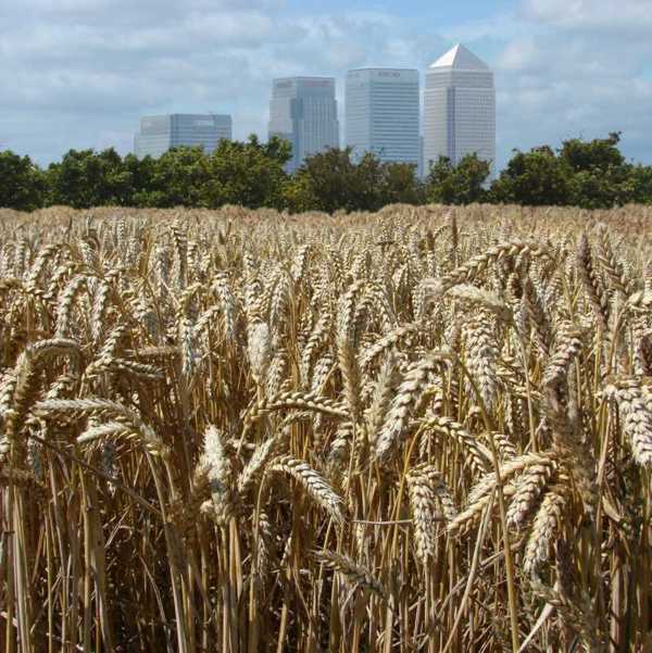 photo "Canary Wharf" tags: architecture, montage, landscape, 