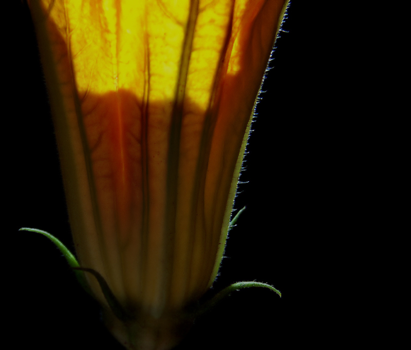 photo "in profile" tags: nature, flowers