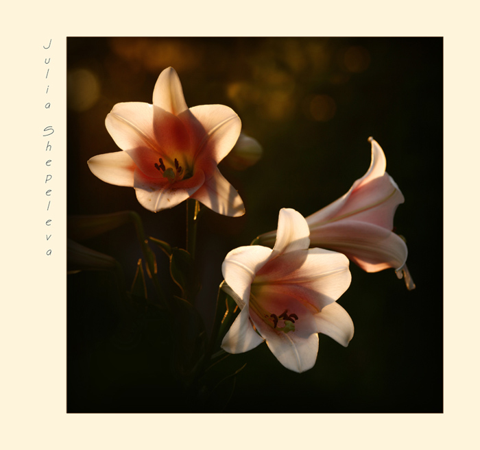 photo "***" tags: nature, flowers