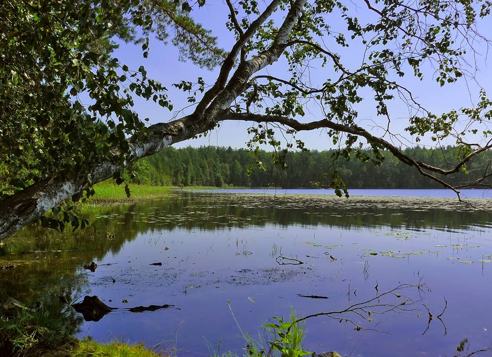 фото "Озеро в лесу" метки: пейзаж, вода, лес