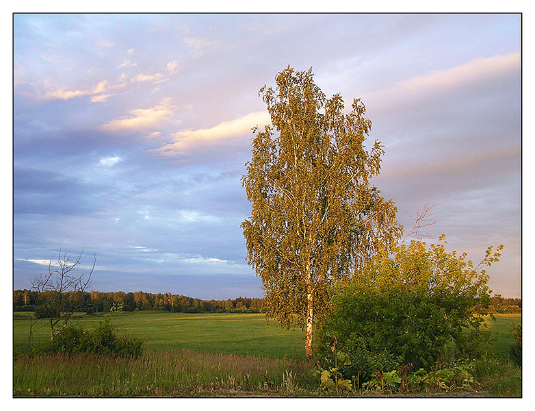 photo "The sun after a rain." tags: landscape, summer