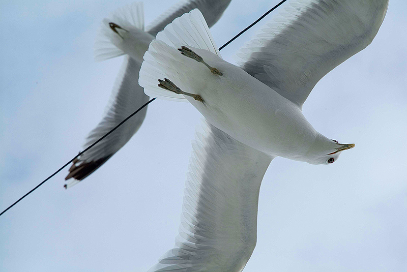 photo "seagull's games" tags: nature, genre, wild animals