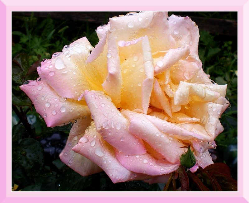 фото "***" метки: природа, цветы