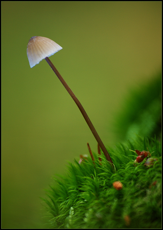 photo "The pin" tags: macro and close-up, nature, flowers