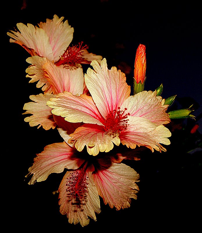 фото "Flowers..." метки: природа, цветы