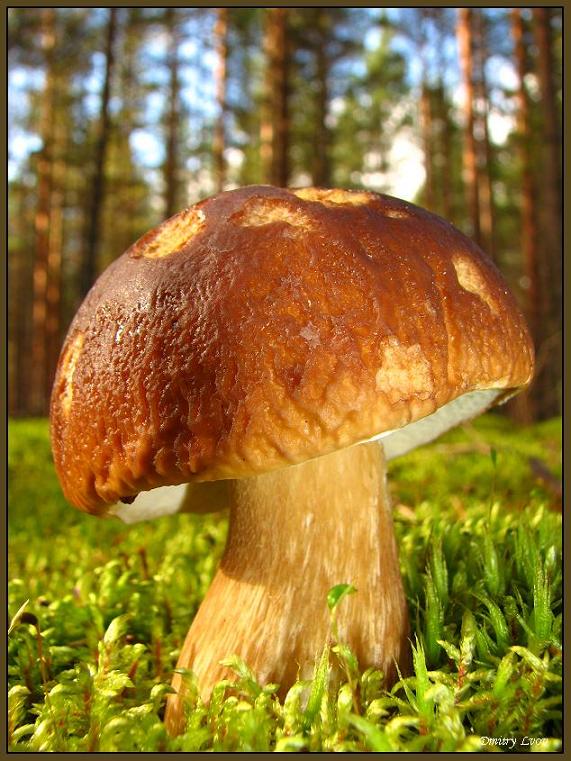 photo "The old man mushroom" tags: macro and close-up, 