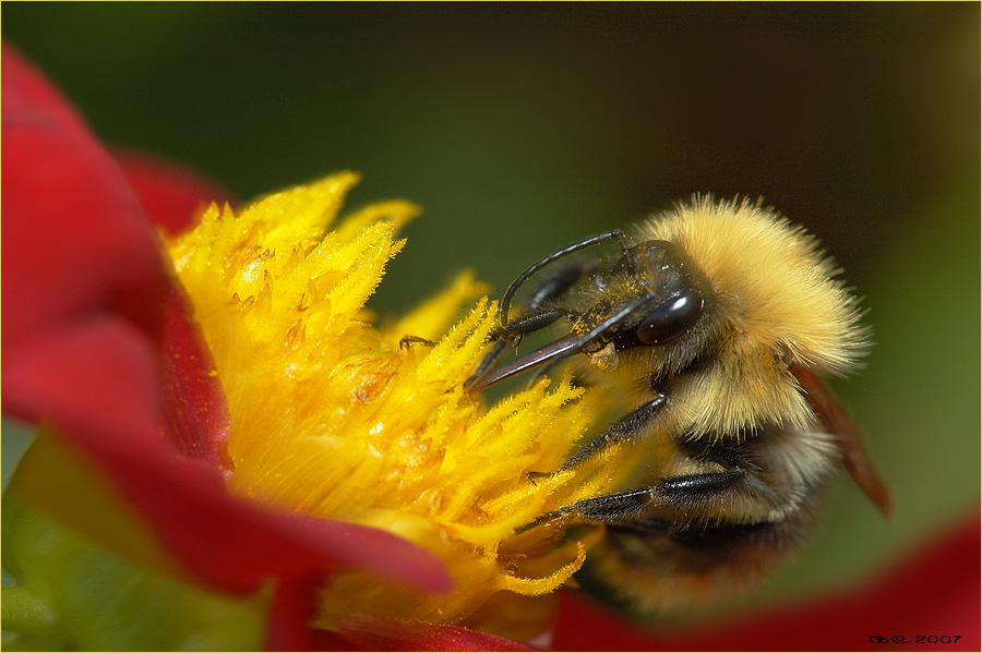 photo "Unity" tags: nature, macro and close-up, 