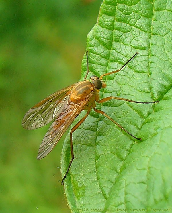 photo "On the sheet Kalina" tags: nature, macro and close-up, insect