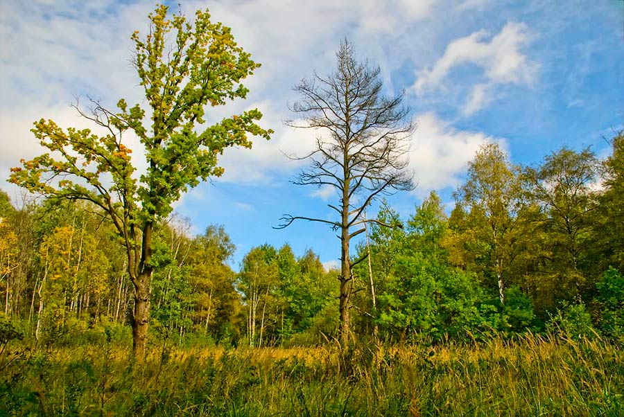 photo "***" tags: landscape, autumn, forest