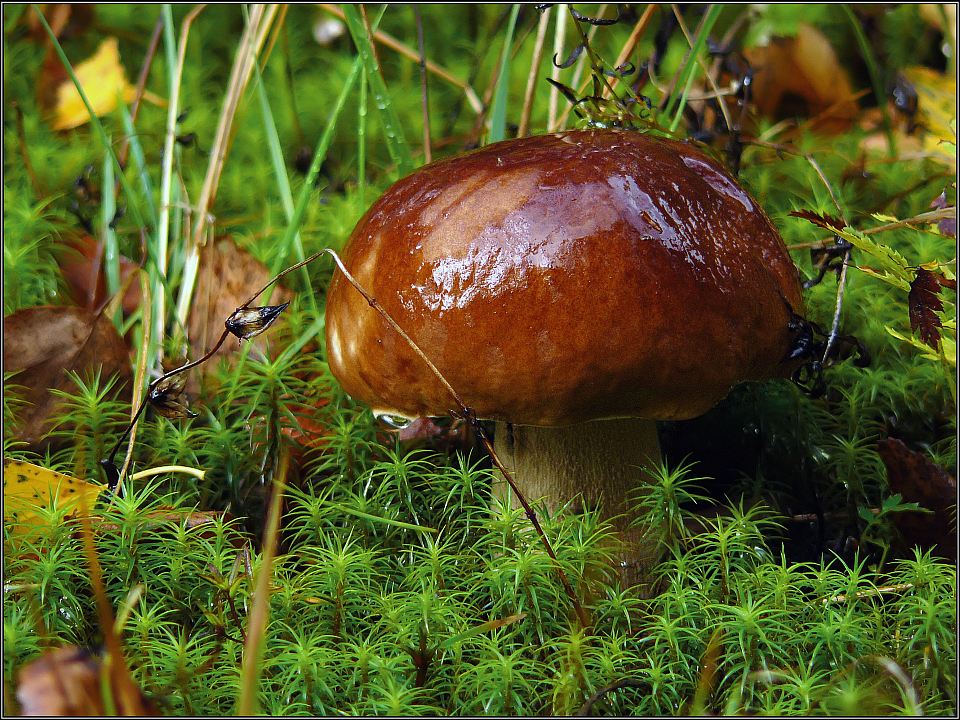 photo "Autumn mushroom" tags: macro and close-up, nature, 