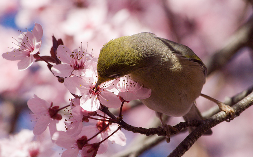 photo "Photography session" tags: nature, landscape, spring, wild animals