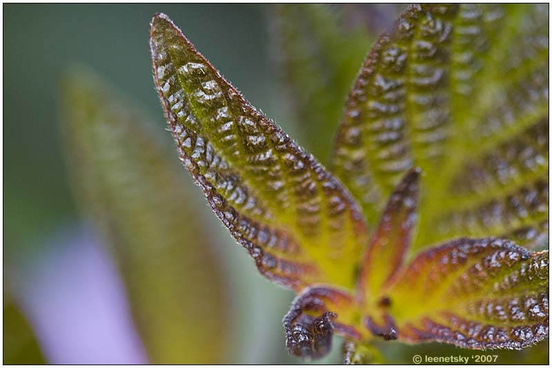 photo "Alien" tags: nature, macro and close-up, flowers