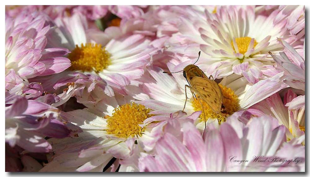 фото "Just one Kiss!" метки: природа, насекомое, цветы
